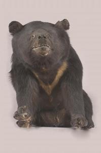 臺灣黑熊藏品圖，第7張